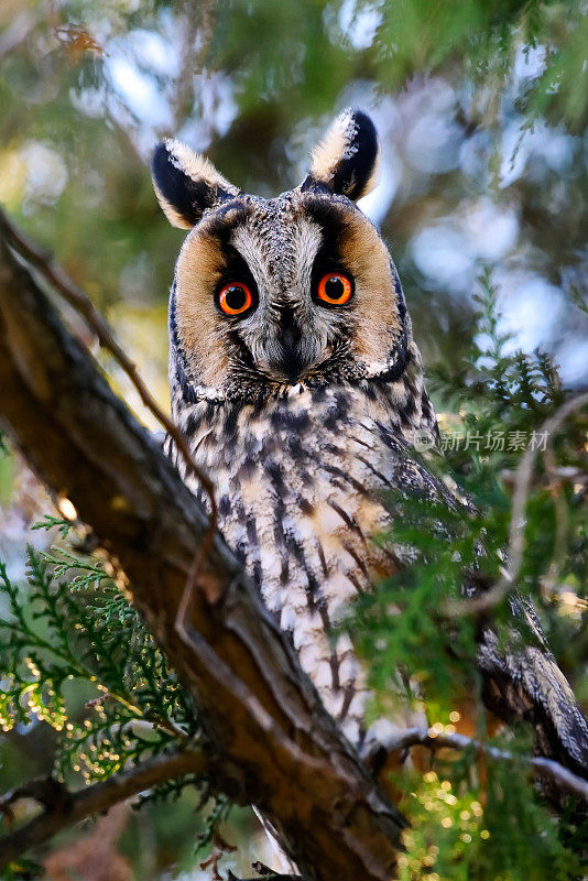 自然栖息地的长耳猫头鹰(Asio otus)